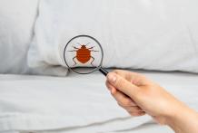 Why should you leave the job of pest control in Brampton to professionals?