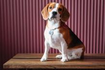 Beagle - Facts & Information | mywagntails