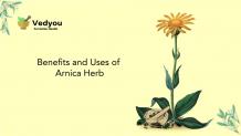 Uses of Arnica Herb and Benefits | Arnica Herbal Plant | Vedyou