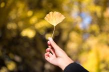 Top 9 Health Ginkgo Biloba Benefits - Uses, Dosage | GinSen