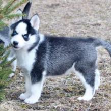 HOME - Diamond puppies for sale