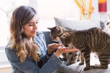 What You Need to Know About CBD Cat Pet Treats?