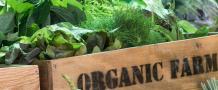 How to Find the Best Organic Wholesale Distributors in India?