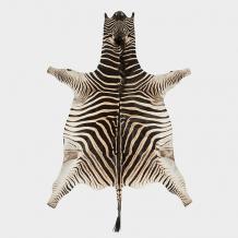 best african zebra skin