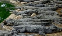 Bhagabatpur Crocodile Project Sundarban Tour Package from Kolkata with Naturewings