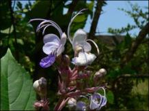 Bharangi (Clerodendrum Serratum) - Uses, Benefits, Dosage &amp; Properties