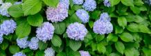 Fertilizing Tips For Your Hydrangeas- A Complete Gui