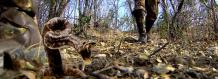 Travel - Why You Need A Snake Boots For Hunting