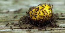 Fast, Effective & Safe Ant Control in Melbourne