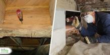 When should you have termite inspection in your house?