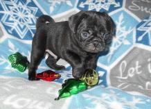 Available Pug Puppies - Waaba Pugs - Waabapugs Puppies for Sale