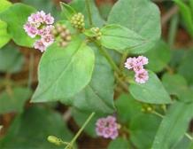 pPunarnava Uses - Punarnava Uses and Benefits