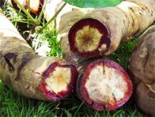 Butea Superba: The Benefits &amp; Side Effects of Red Kwao Krua - The Beauty Nation Pte. Ltd