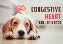 Congestive Heart Failure Symptoms in Dogs -