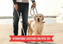 International Assistance Dog Week 2021 - BestVetCare