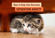 alt="Ways to Help Cats Overcome Separation Anxiety"