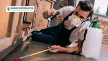 What Are the Things to Know for Hiring the Best Pest Control Company?