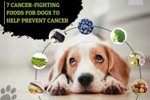 7 Cancer-Fighting Foods for Dogs to Help Prevent Cancer