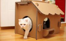 7 Reasons Your Cat Love to Play with Cardboard Boxes