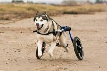 Dog Wheelchairs Is An excellent Solution To Begin Immobility 