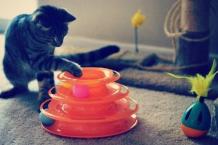 cat toy