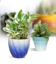 Best Indoor plants