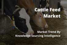 cattle feed market