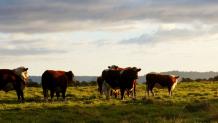 Remesis : Australian Beef Suppliers | Australian Beef Cuts