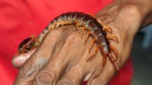 Centipede Sting: Symptoms, Treatment, And Prevention
