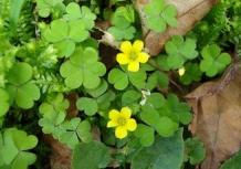 Oxalis corniculata