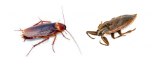 Cockroach Control Barrie - Cockroaches Extermination | Awesome Pest