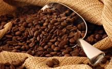 coffee bean exporters