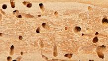 Top 5 Termites Prevention Tips
