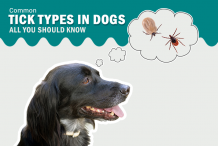 Common Tick Types in Dogs