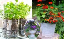 Container Gardening - Biocarve Seeds