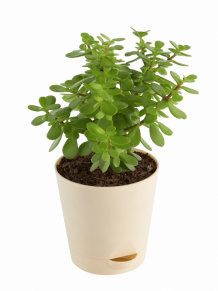 Indoor Plants - Buy Best Indoor/Interior Home Plants Online in India