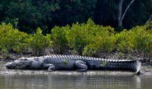 Crocodile Sighting in Sundarban Package Tour from Kolkata with NatureWings