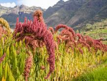 Organic Amaranth | Amaranth Seed/Grain Manufacturer, Supplier, Exporter