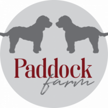 Cockapoos - Paddock Farm Dogs