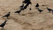 Bird flu: Several crows found dead at various places in Delhi