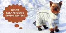 11 Tips to Keep Pets Safe During Winters - CanadaVetCare Blog