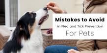 Mistakes to Avoid in Flea and Tick Prevention for Pets - CanadaVetCare Blog