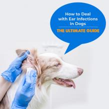 Ear Infection in Dogs