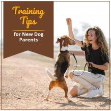 Dog Training tips,  Pet Parents, Dog