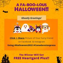 Halloween Competition 2022 - Win free Gifts! - CanadaVetExpress - Pet Care Tips