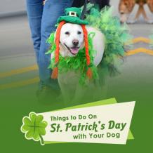 St. Patrick’s Day with Your Dog -Canadavetexpress