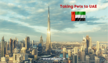 Taking Pets to UAE - Pet Travel Blog | Pet Friendly Travel Blog | Pet Care Blog