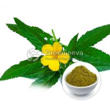 damiana extract powder, bulk damiana extract powder, damiana extract powder supplier