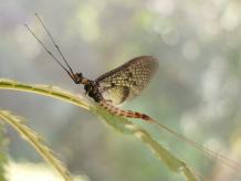 Danish Mayfly named 2021 insect of the year - News Vibes of India