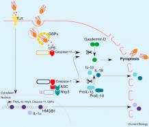 Pyroptosis-related Genes or Proteins Detection - Creative Bioarray